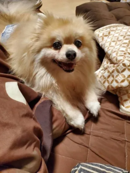 店長/ピーチな若奥さん