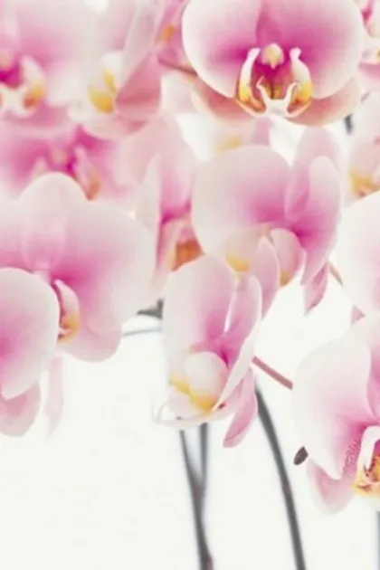 体験妻・りり/CLUB華娘